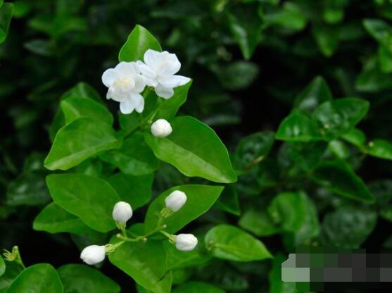 茉莉花掉葉子怎么辦，四種原因以及解決辦法