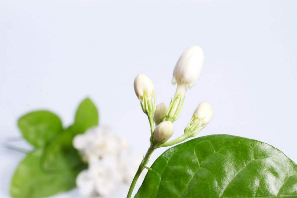 家里為什么不能種茉莉，香味過(guò)濃寓意不好