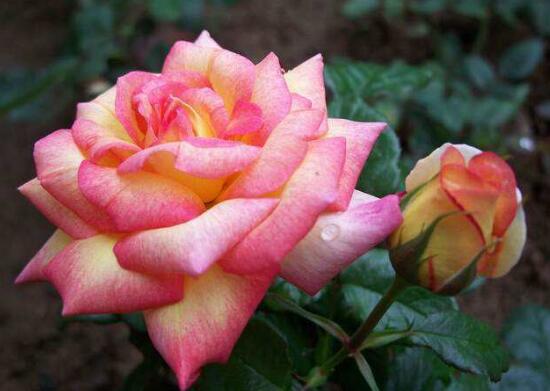 月季花花期是什么時候，月季花什么時候開花