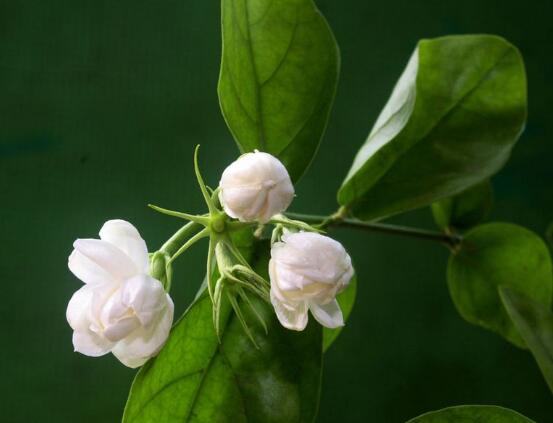 茉莉花葉子發(fā)黃怎么辦，茉莉花葉子發(fā)黃解決辦法