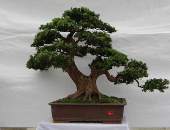 羅漢松盆景怎么養(yǎng)，老農(nóng)總結(jié)八大養(yǎng)殖方法