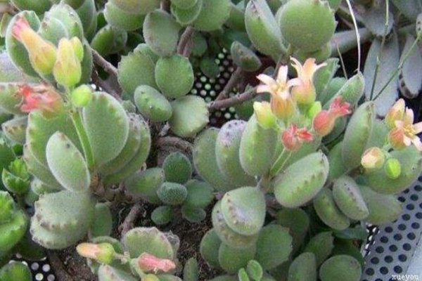 熊童子開花的寓意，生機勃勃與活力四射