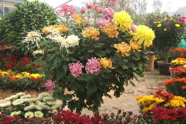 菊花的繁殖方法，可通過扦插、播種、分株、嫁接進(jìn)行繁殖