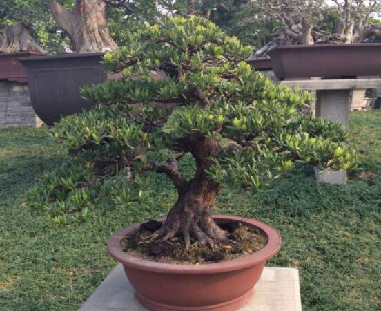 羅漢松盆景怎么摘心，修剪頂部的生長點(樹梢枝為10厘米最佳)