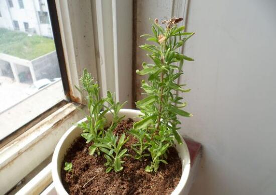 薰衣草葉子干枯怎么辦，教你正確的補救方法