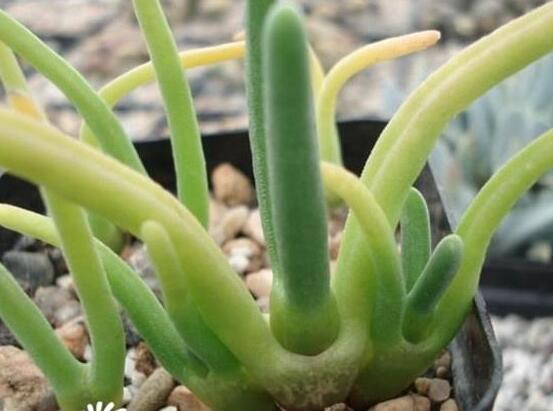碧光環種植方法，擇健康種子、保水保肥土壤/淺盆為主