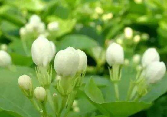 茉莉花掉葉子怎么辦，四種原因以及解決辦法