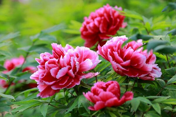 家養(yǎng)牡丹花種植方法，最基本的五大技巧缺一不可