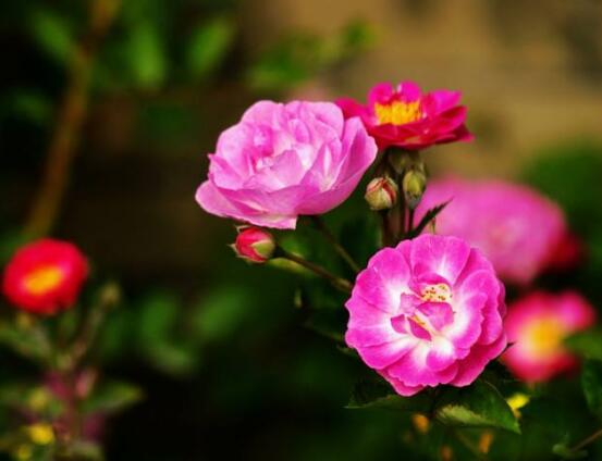 薔薇花修剪，薔薇花五點修剪小步驟
