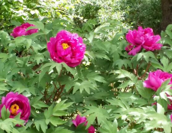 牡丹花什么時候開,牡丹花在每年5月開花(一年開一次)