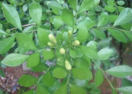 九里香剪枝后多久開(kāi)花，春季修剪最佳/百天后花開(kāi)爆盆