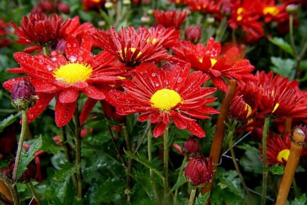 菊花室外能過冬嗎，只有南方地區才能室外過冬