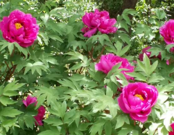牡丹花什么時候開,牡丹花在每年5月開花(一年開一次)