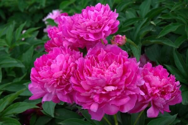 芍藥花怎么養(yǎng)，充足的光照以及合理的肥水