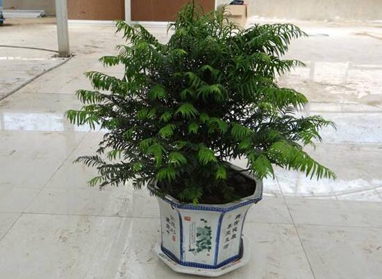 紅豆杉放家哪個位置好，教你六種最佳擺放地點(diǎn)(招財(cái)生旺)