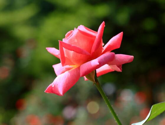 玫瑰花什么時候開花，玫瑰開花在每年初夏期間