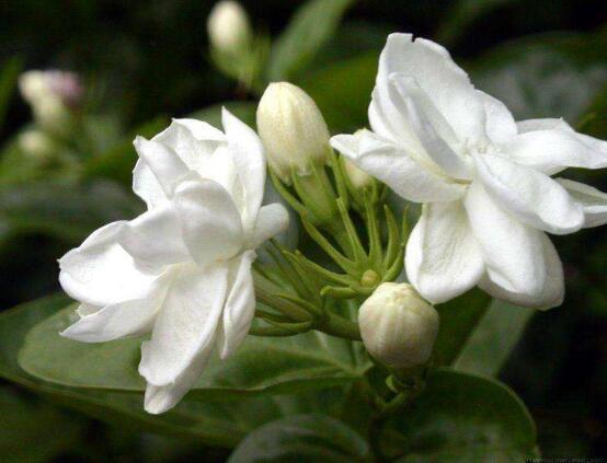 茉莉花什么時候開花，茉莉花一年可開三次花
