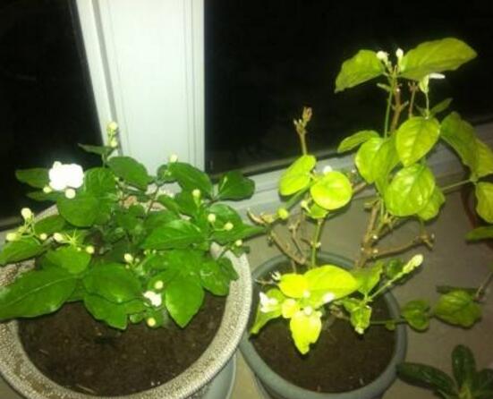 茉莉花葉子發(fā)黃怎么辦，茉莉花葉子發(fā)黃解決辦法