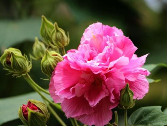 芙蓉花的功效與作用，凈化空氣、固土護坡、調經止血