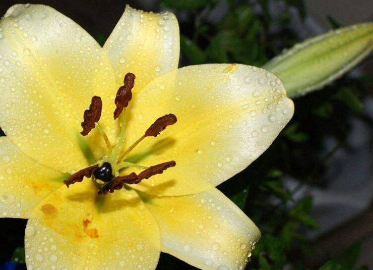 百合花的花語和寓意，不同顏色的寓意和花語都不同
