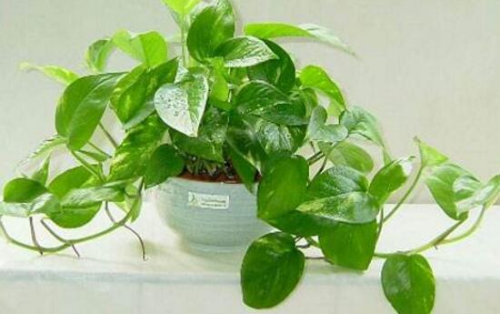 茶葉水可以澆綠蘿嗎，綠蘿澆什么水長得快