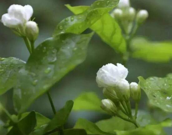 茉莉花什么時候修剪整枝最好，春秋生長期、春季前休眠期修剪最好