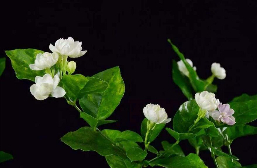 茉莉花如何一年開花幾次，一年開3次的方法