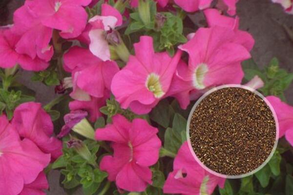 牽牛花陽臺種植方法，牽牛花的種植步驟詳解