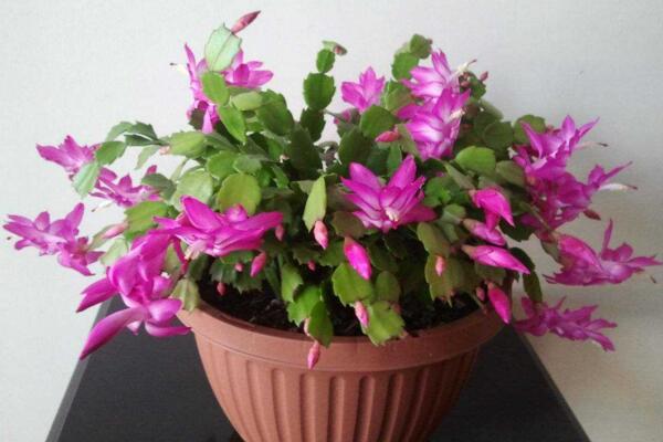 蟹爪蘭什么時候開花，越往南花期越早