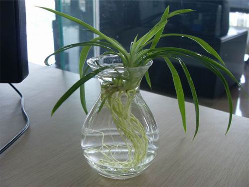 水培吊蘭怎么養(yǎng)才能長得好，這里有方法步驟還有圖解方法
