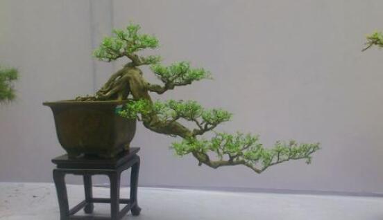 九里香盆景的養殖方法，做好七個基本養殖要點滿盆花香