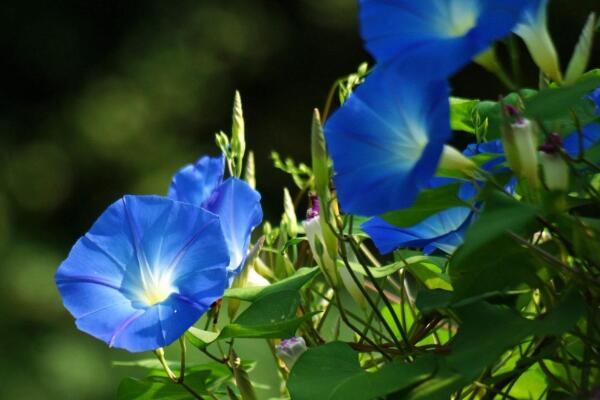 關于牽牛花的介紹，牽牛花簡介