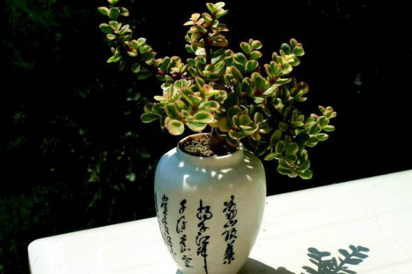 雅樂之舞怎么養(yǎng)成粉色，掌握以下要點(diǎn)是關(guān)鍵