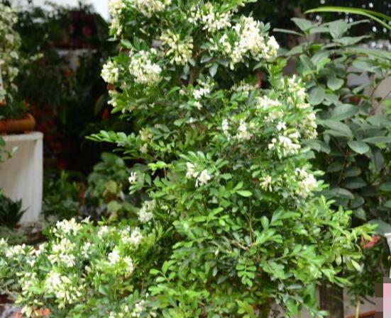 小葉九里香養殖方法，老農總結最有效五個養護措施