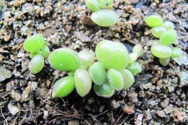 熊童子怎么繁殖成活率高，掌握繁殖技巧才是關鍵