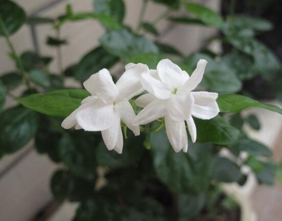 茉莉花的花語，茉莉花花語代表著你是我的
