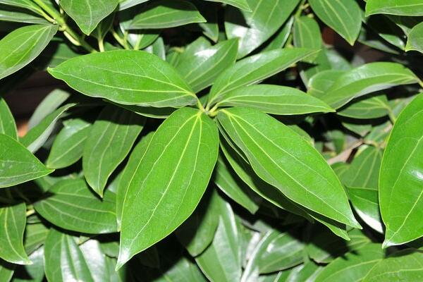 平安樹的葉子怎么養(yǎng)綠，讓葉子變綠的5大技巧