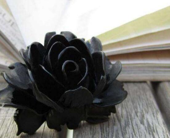 薔薇花圖片大全，細(xì)數(shù)薔薇花八種圖片大全