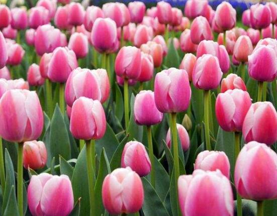 郁金香什么時(shí)候開花，每年3-5月開花