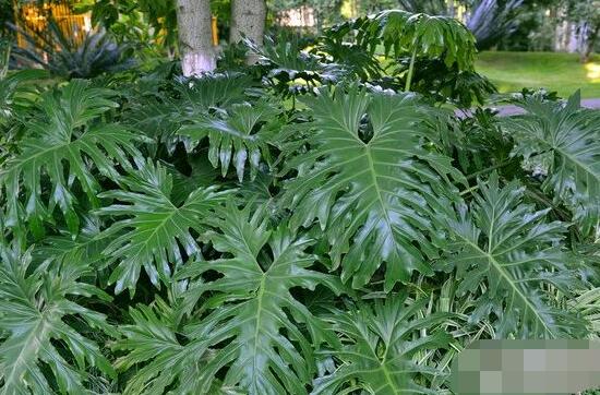 龜背竹的養(yǎng)殖方法和注意事項(xiàng)，老農(nóng)教你八大簡(jiǎn)單易學(xué)養(yǎng)殖方法