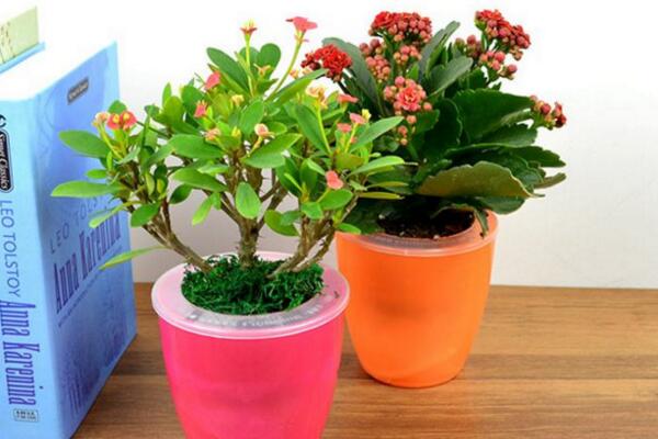 虎刺梅致癌真的假的，養(yǎng)殖虎刺梅的土壤含有致癌物質(zhì)