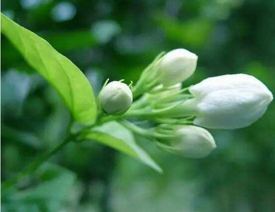 茉莉花爛根了怎么辦，換土換盆洗凈重新種植