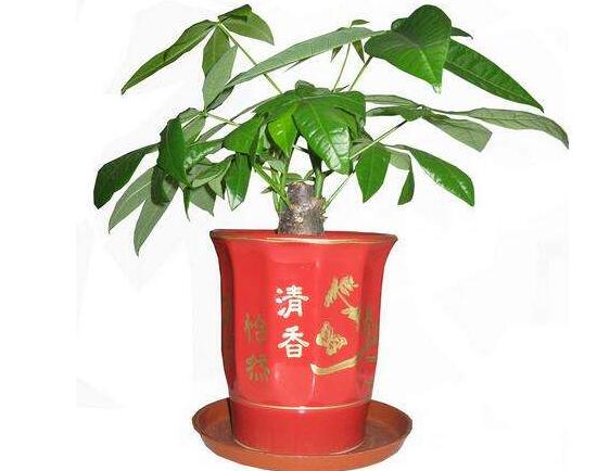 發財樹盆栽怎么養，小發財樹盆景圖片大全