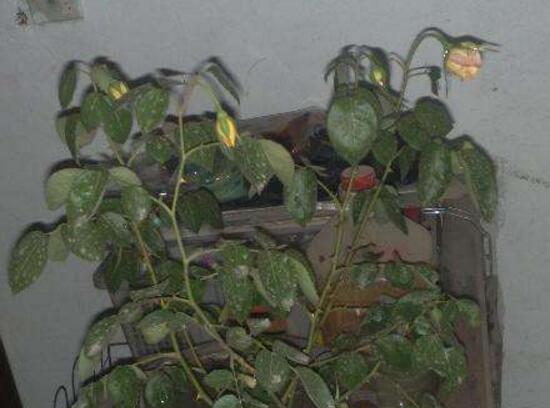 月季花焉了怎么辦，三個(gè)妙招讓它重新恢復(fù)生機(jī)