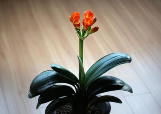 君子蘭什么時(shí)候開(kāi)花，君子蘭開(kāi)花有什么兆頭