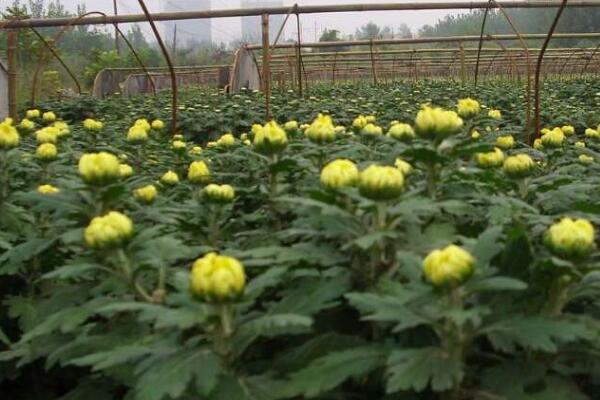 菊花能放在室內(nèi)嗎，可以放室內(nèi)但要保證光照以及通風