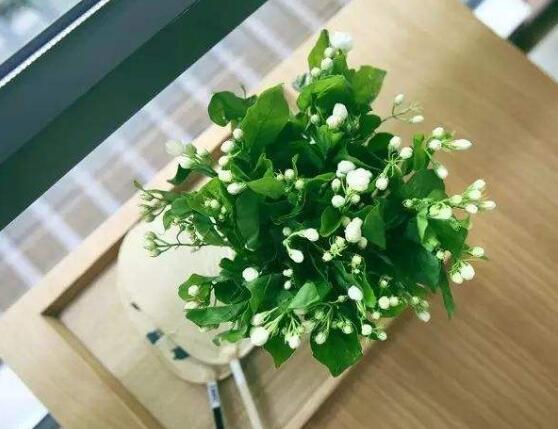茉莉花花期多久，茉莉花花期長(zhǎng)達(dá)半年(5-10月)