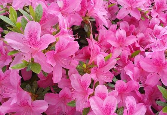 杜鵑花什么時候開，不同品種不同時期開