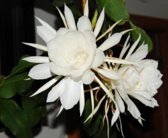 曇花怎么澆水,不同季節不同澆水量(見干見濕)
