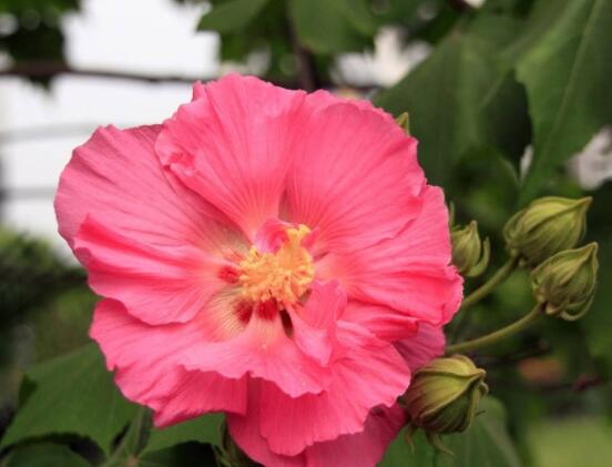 芙蓉花的花語和傳說，代表著脫俗持久、高潔之士、纖細之美